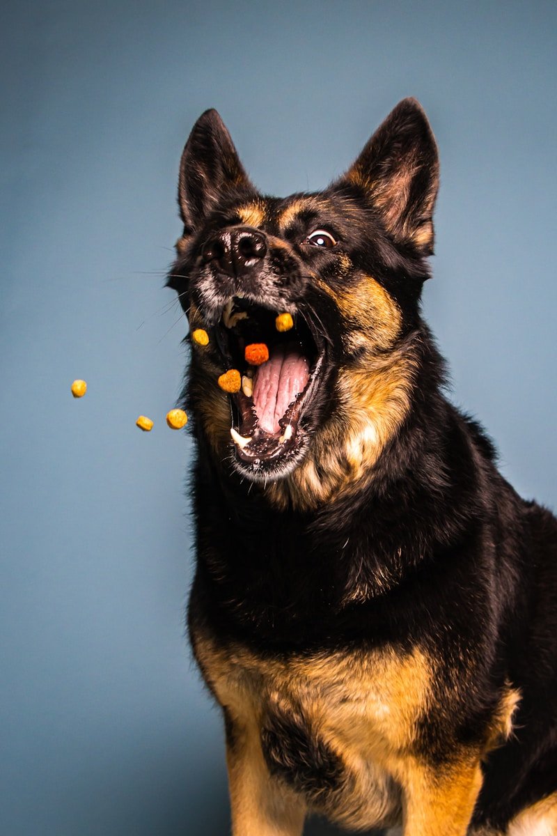 Ежедневни храни за кучета