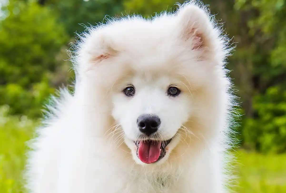 Противопаразитни каишки