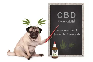CBD масла за кучета