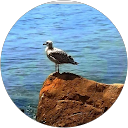 Finch Av profile picture